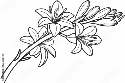 coloring page line art the tuberose flower black vector