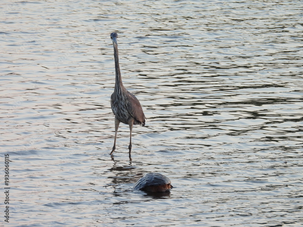 Naklejka premium A great blue heron, keeping an eye on a pair of mating snapping turtles. Spring season, Bombay Hook National Wildlife Refuge, Kent County, Delaware. 