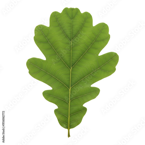 Single green oak leaf with detailed veins and lobed shape