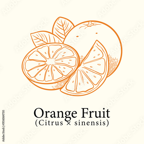 Hand drawn orange botanical illustration with citrus sinensis fruit and slices for fresh, skincare, and organic design