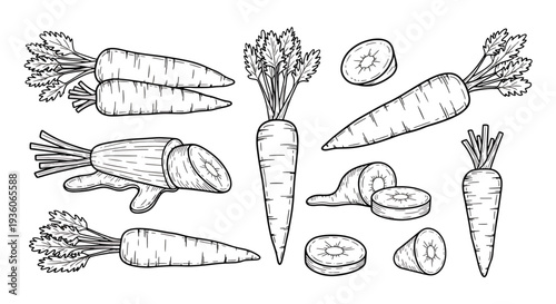 Carrot Illustrations Set