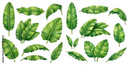 A charming watercolor collection of tropical banana leaves for botanical design and jungle themed illustrations.
