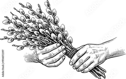 Hands holding blessed pussy willow branches, an engraving art illustration for Palm Sunday, Lent observance, Easter, Christian Holy Week, and spiritual awareness.