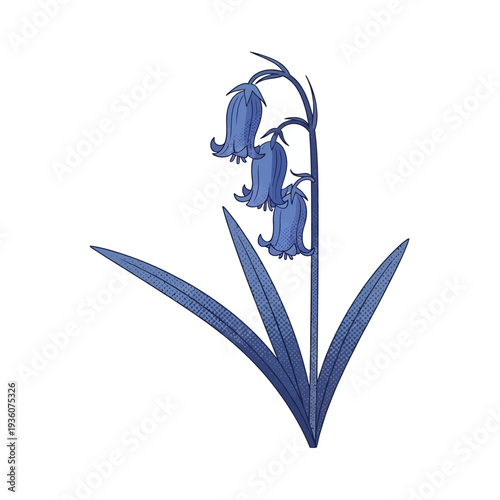 Vector illustration of a beautiful bluebell flower with drooping bells and long leaves, isolated on a white background
