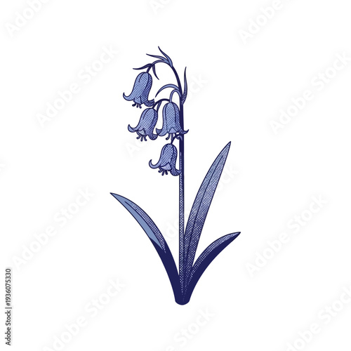 Vector bluebell flower with drooping, bell-shaped blossoms in a beautiful blue hue, ideal for botanical designs, spring themes, and elegant nature projects