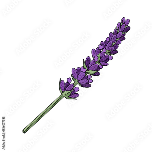 Vector illustration of a fragrant lavender stem with vibrant purple flowers, showcasing its natural beauty, perfect for aromatherapy and botanical designs