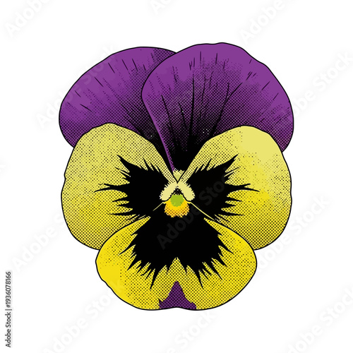 Vector illustration of a vibrant purple and yellow pansy flower with a distinctive face-like pattern, isolated on a white background, high-quality graphic