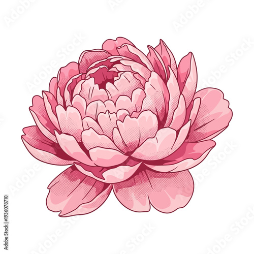 Beautiful Pink Peony Flower Vector Illustration - Lush, Detailed, and Delicate Petals - Perfect for Floral Designs