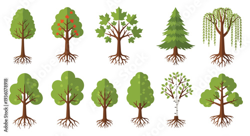 Variety of Tree Illustrations