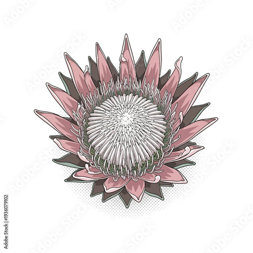 Exquisite Vector Illustration of a King Protea Flower, Showcasing Intricate Details and Delicate Petals on a White Background