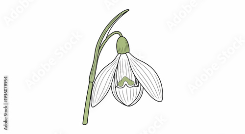 Simple Snowdrop Flower