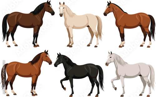 Illustrated collection of six horses in different poses and coat colors including brown, cream, black, and white, detailed anatomy shading, artistic animal design concept
