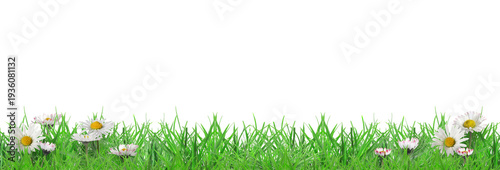 Panel kuchenny z motywem Beautiful daisies growing among green grass against white background, banner design. Spring flowers