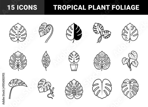 Monstera deliciosa botanical line art for interior design and tropical branding. Minimalist swiss cheese plant leaf silhouettes with varied fenestration patterns.