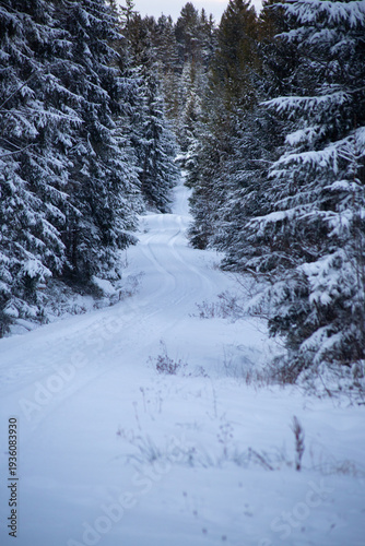 Snow covered forest road through pine trees in winter