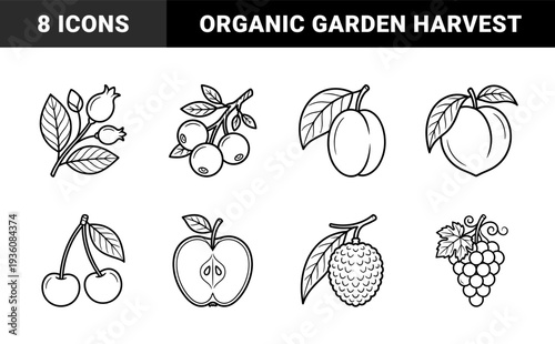 Fresh fruit and berry outline sketches for organic food branding. Minimalist bold line drawings featuring apple, grapes, cherries, and seasonal harvest.