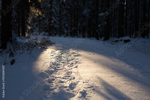 Footprints on snowy forest road in warm sunset light