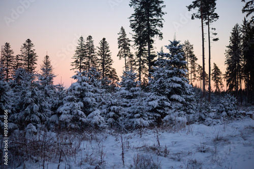 Snow covered pine forest at winter sunset with pastel sky