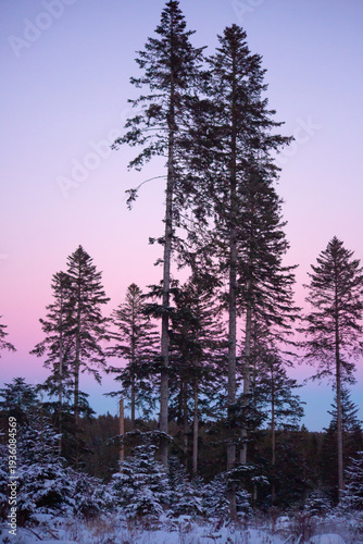 Tall pine trees silhouette in winter forest at pastel sunset sky
