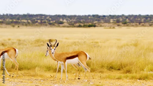 An adorable springbok antelope standing and looking into the Camera at Mabuasehube, Botswana, South Africa 