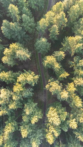 Vue aérienne d'une forêt avec un petit chemin traversant les arbres 