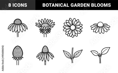 Echinacea and sunflower botanical line art for garden catalogs and herbal medicine branding. Hand-drawn monoline floral sketches featuring cone-shaped blooms and foliage.