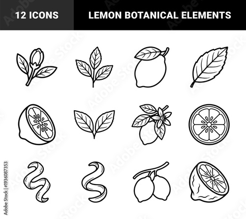 Lemon citrus fruit and botanical branch line art for organic branding. Minimalist monoline lemon slices, zest, and blossoms for beverage packaging.