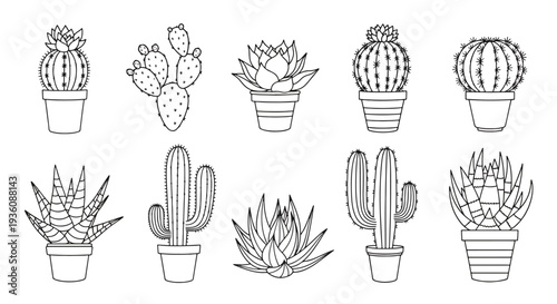 Cacti and Succulents Collection