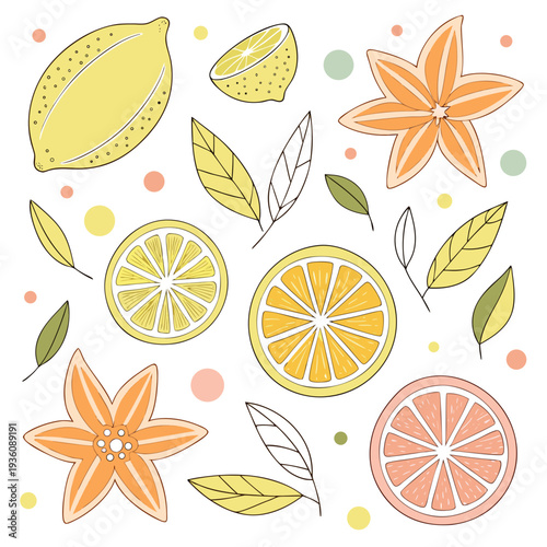 Hand-drawn collection of whole lemons, lemon slices, orange segments, grapefruit slices, leaves and star flowers