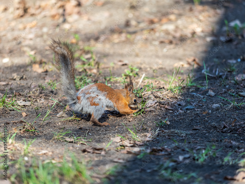 Obraz premium Squirrel in autumn hides nuts on the green grass with fallen yellow leaves