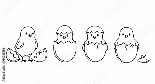 Chick Hatching From Egg Stages