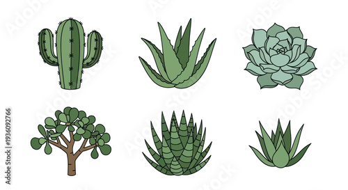 Variety of green succulents on white background