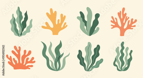 Colorful Seaweed and Coral