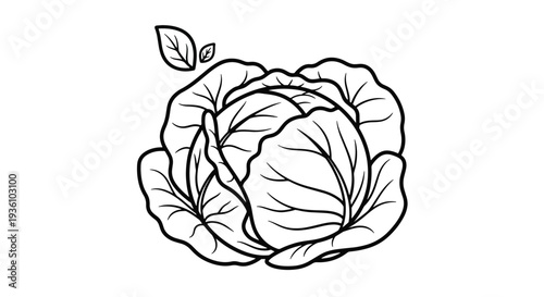 Cabbage Line Art