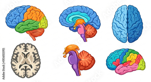 Human brain anatomy vector set, colorful medical illustrations of brain sections, lobes and structures, isolated on white background.
