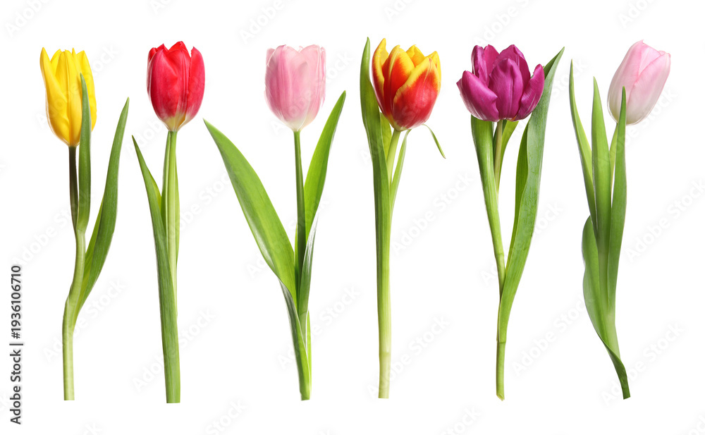 Obraz premium Set of colorful tulips isolated on white. Spring flowers