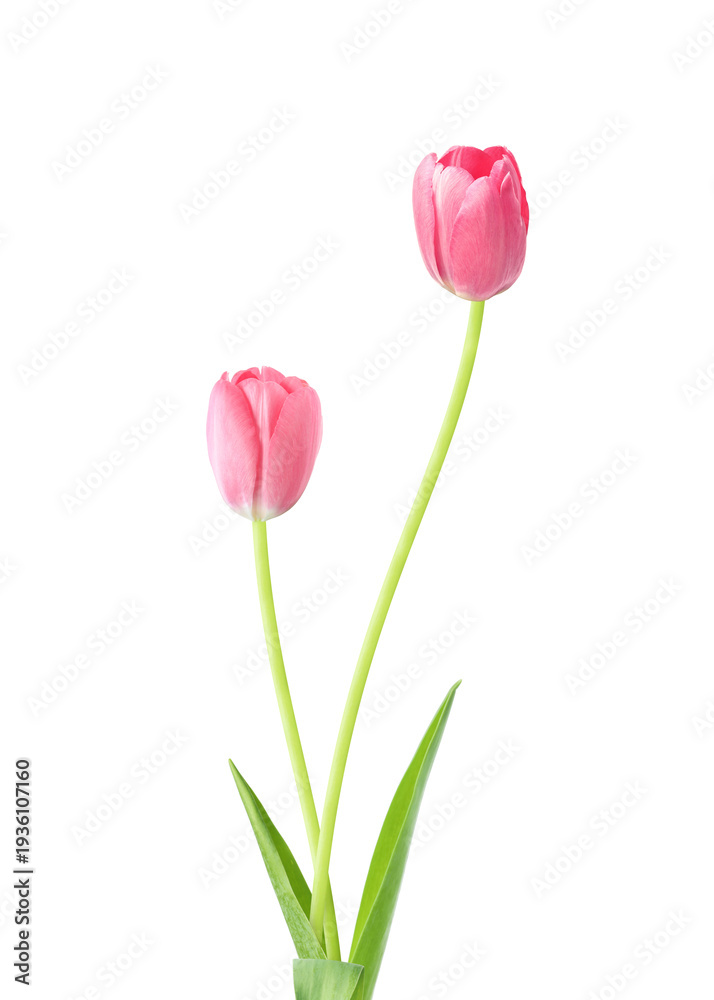 Fototapeta premium Pink tulips on white background. Spring flowers