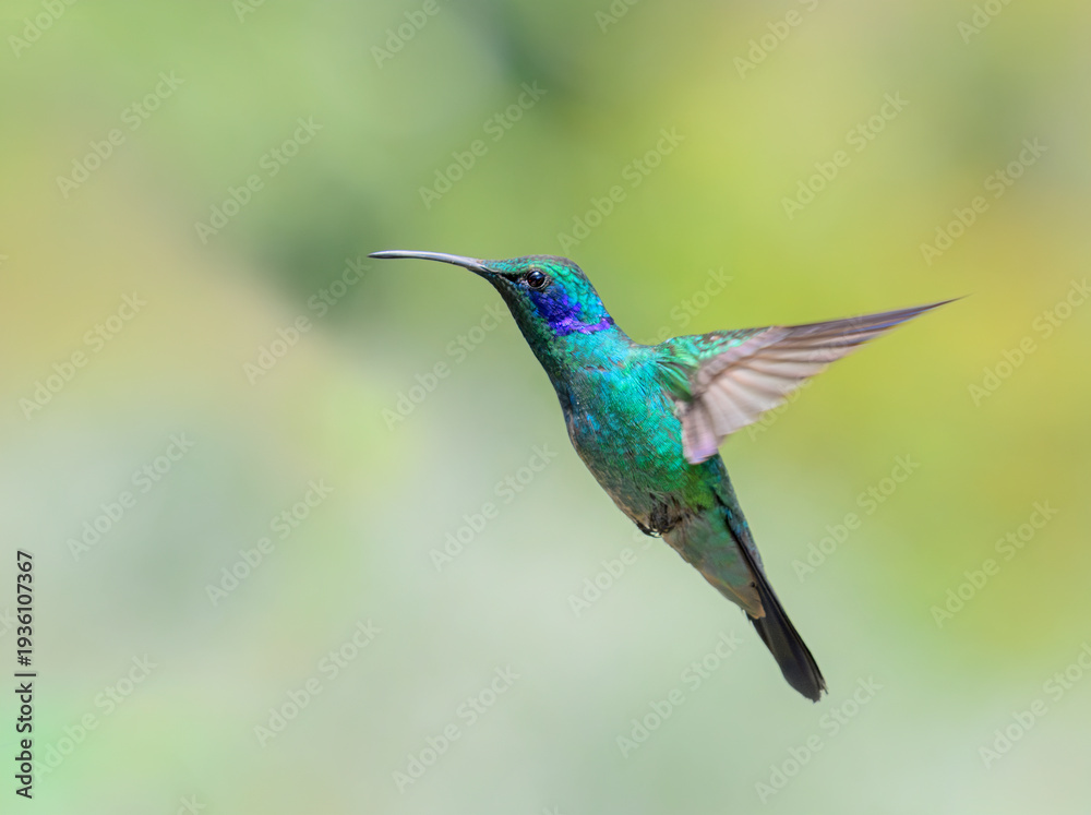 Fototapeta premium The lesser violetear (Colibri cyanotus), also known as the mountain violet-ear hummingbird, in flight against sunny background, San Jose Province, Costa Rica.