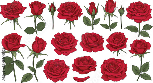 Elegant red rose vector collection featuring blooming flowers long stems green leaves and delicate buds for romantic wedding floral decorations and botanical designs.