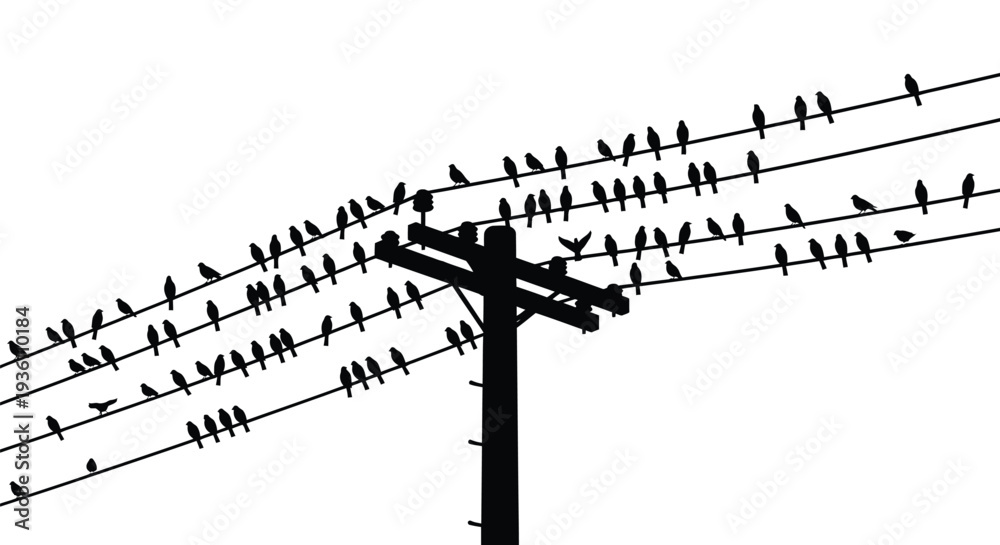 Fototapeta premium Birds perched on power lines create a striking visual silhouette