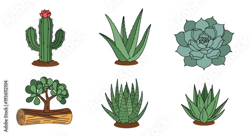 Illustrated cactus and succulents collection