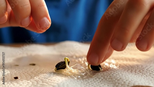 Close view of hands planting young seedlings in wet paper towel, home gardening experiment and science education, fresh hopeful mood for spring and Earth Day