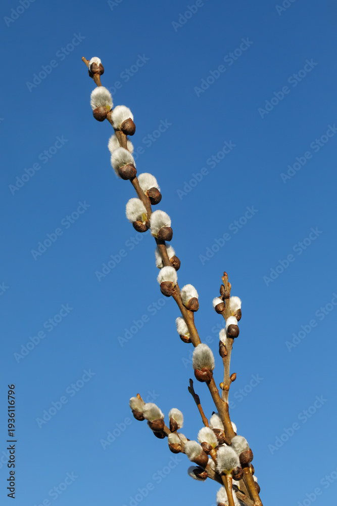 Fototapeta premium Zweig mit jungen silbrig-pelzigen Weidenkätzchen, die Blüten von Weiden (Salix) mit blauem Himmel. Weidenkätzchen gehören zu den ersten Frühlingsboten