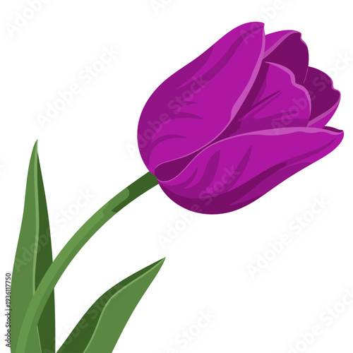 A vibrant purple tulip blooms beautifully against a white background.  Illustrative style, perfect for growth, beauty, and power themes.  Clean, modern design.