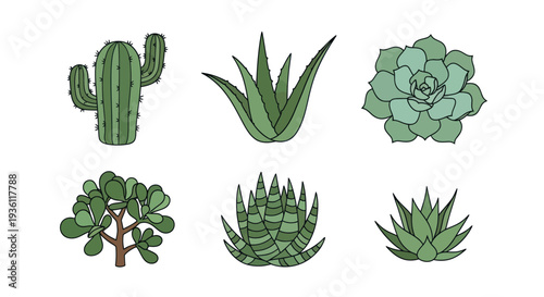 Variety of green succulents isolated on white