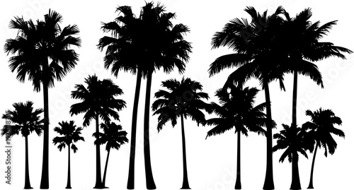 Tropical palm trees set silhouettes vector