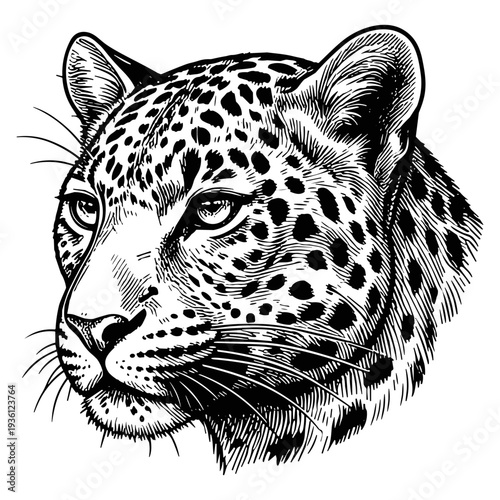 Leopard head logotype or mascot hand drawn ink sketch. Engraving style vector illustration.