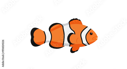 Clown Fish Isolated White.