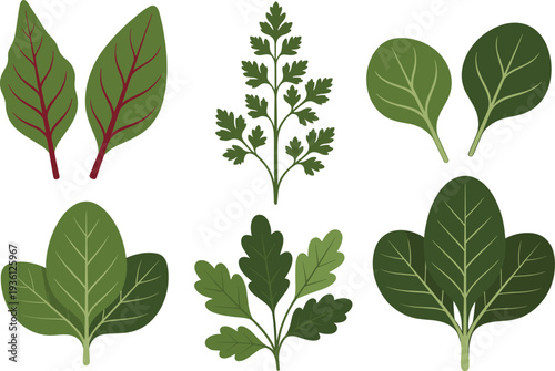 Cartoon illustration of six different leafy greens including spinach, parsley, cilantro, kale, and chard, showcasing edible plants, nutrition, healthy food, botanical art and design concept