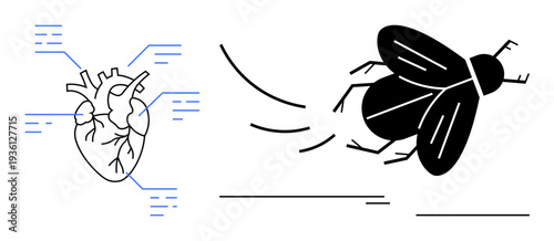Anatomical heart diagram with labeled parts beside a stylized flying fly in motion. Ideal for biology, anatomy, entomology, nature, science education, health, or motion studies. Simple flat metaphor